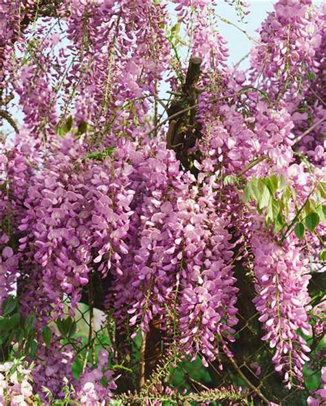 Wisteria Floribunda Honbeni Doniczka Litr Ceny I Opinie Ceneo Pl