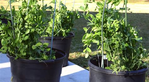 How To Grow Peas In Pots Or Containers