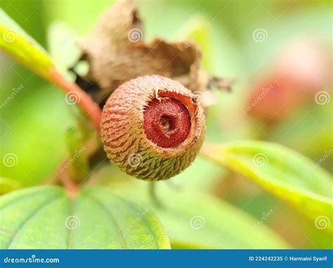 Senggani Fruit Melastoma In The Morning Spot Stock Image Image Of