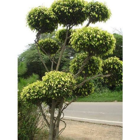 Round Full Sun Exposure Topiary Multiballs Ficus For Garden At Rs