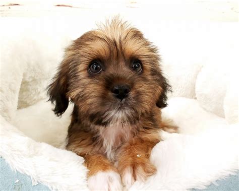 Shorkie Puppies For Sale | Orange County, CA #284712