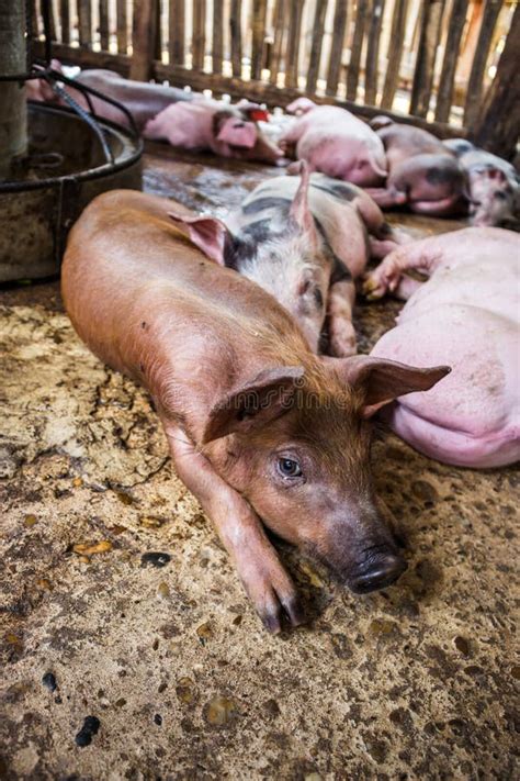 Small pigs in the farm. stock photo. Image of child, family - 70160856