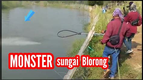 MANCING MANIA Mancing Ikan Kakap Putih Di Muara Sungai Blorong