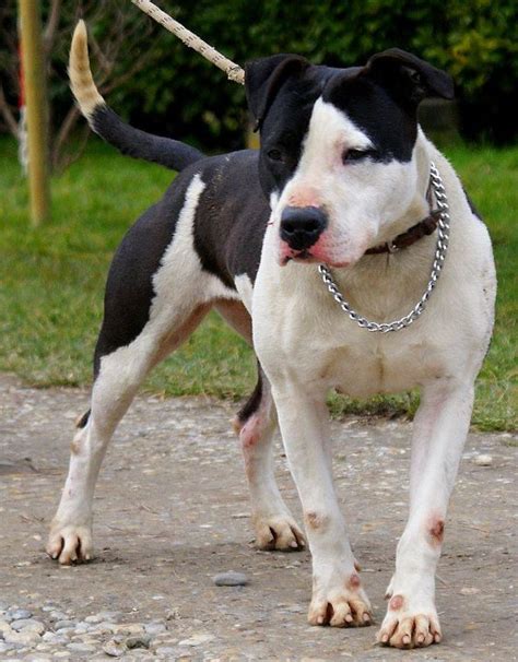 Apagi Vicky Chien American Staffordshire Terrier La Robe Noire Et