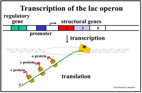 Gene Regulation In Prokaryotes