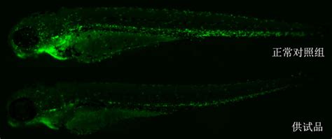 利用斑马鱼模型评价免疫毒性 保健食品安全性评价 环特生物丨健康美丽产业cro服务引领者丨斑马鱼 类器官 小鼠 人体