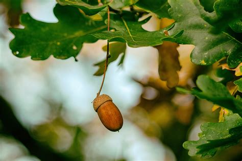 Bellota Fruta Árbol De Roble Nuez Foto Gratis En Pixabay Pixabay