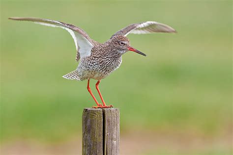 Best Common Redshank Bird Stock Photos, Pictures & Royalty-Free Images ...