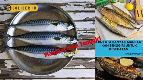 Temukan 7 Manfaat Ikan Tenggiri Jarang Diketahui Yang Penting Anda