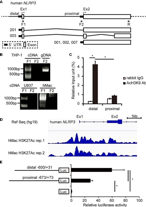 Frontiers Pu And Irf Modulate Activation Of Nlrp Inflammasome Via