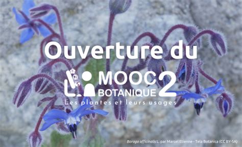 Ouverture Du MOOC Botanique Les Plantes Et Leurs Usages Tela