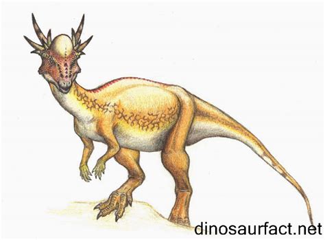 Stygimoloch Pictures And Facts The Dinosaur Database