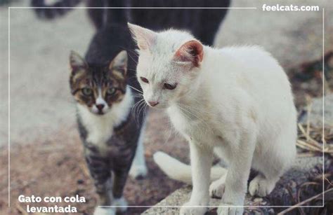 Mi Gato Levanta La Cola Cuando Lo Acaricio ¿qué Significa Feelcats