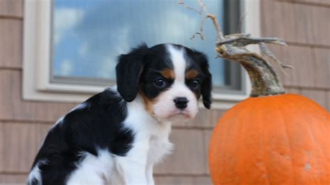 Cavalier king charles spaniel puppies for sale – Artofit