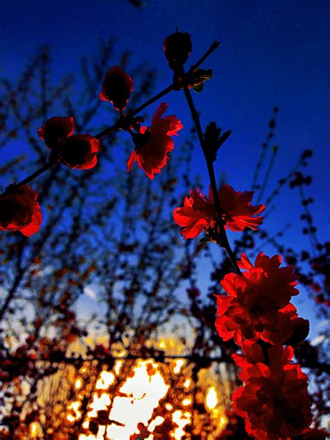 Kostenlose foto Baum Natur Ast blühen Pflanze Himmel