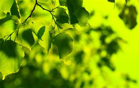 Wallpaper Greens Summer Leaves Freshness Green Tree Leaf Spring