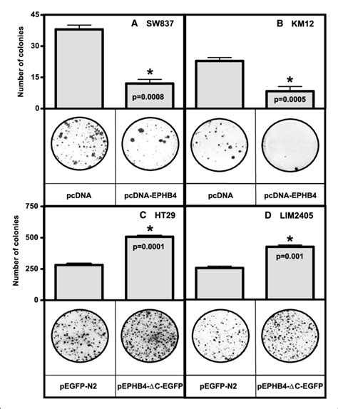 Ephb4 Regulates The Clonogenic Potential Of Colon Cancer Cells A And Download Scientific