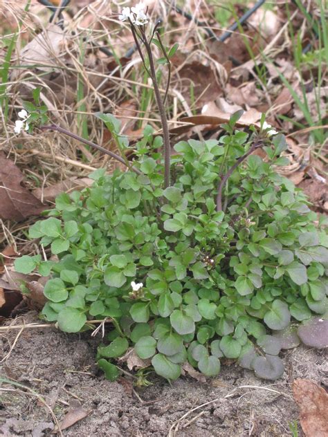 Cardamine hirsuta - Wikipedia