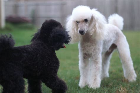 Moyen Poodle Dog Breed Info Characteristics And Facts The Dogs Journal