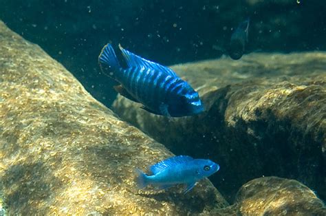 The magic of Lake Malawi - Africa Geographic