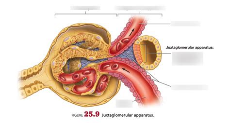 Juxtaglomerular Diagram | Quizlet