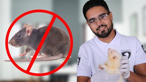 Intervention De Furet Afin De Lutter Contre Les Rats Youtube