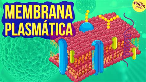 Video Aula Estrutura Da Membrana Plasmatica Várias Estruturas