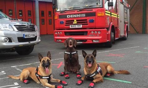 London Fire Dogs Join Police And Fire On Grenfell Rescue Mission Uk