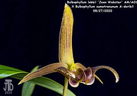 Bulbophyllum Lobbii Jean Webster AM AOS X Bulbophyllum Sumatranunum A