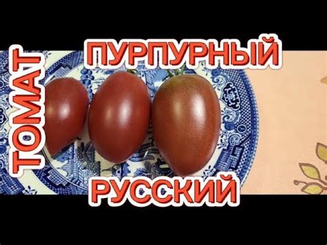 ТОМАТ ПУРПУРНЫЙ РУССКИЙ И СЛИВКА ШОКОЛАДНАЯ. ОБЗОР И ДЕГУСТАЦИЯ ...