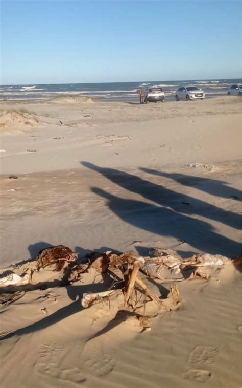 Casal Encontra Ossada Humana Na Orla Da Praia Em Balne Rio Arroio Do Silva