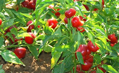 Hot Pepper Red Cherry Hot Harvesting History