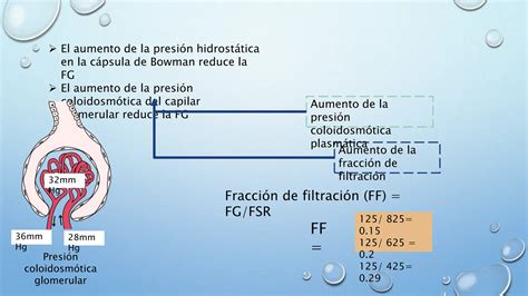 Filtraci N Glomerular Flujo Sangu Neo Renal Y Mecanismos Pptx