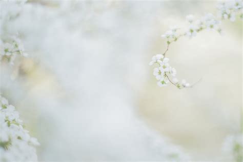 Flower Close Up Photography Branch Nature Springtime F1 4