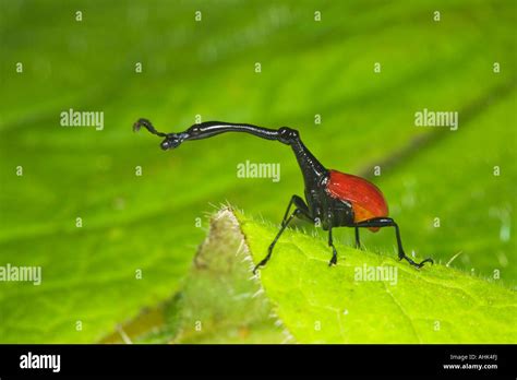 Giraffe Weevil Trachelophorus Giraffa Male Andasibe Perinet Madagascar