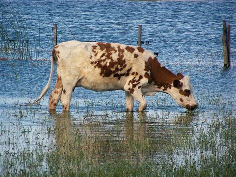 Vaca Agua Naturaleza - Foto gratis en Pixabay