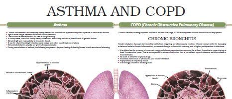 Differentiate Copd And Asthma Asthma They Can Have Similar Symptoms