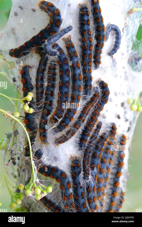 Small Eggar Eriogaster Lanestris Caterpillars Outside Of Their