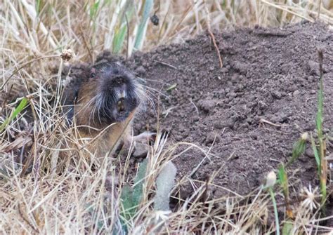 Cat Digging Holes In Garden Fasci Garden