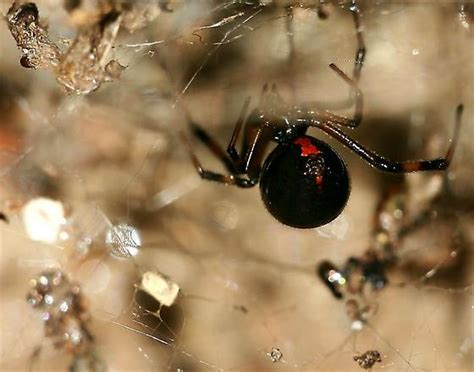 Immature Female Western Black Widow Latrodectus Hesperus Bugguidenet