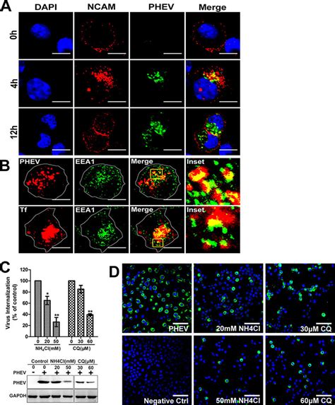 Inhibition Of Endosomal Acidification Prevents PHEV Entry A The PHEV