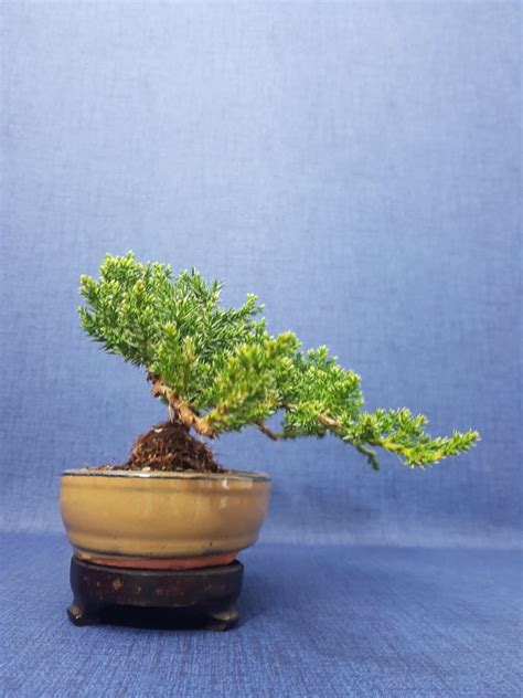 Bonsai ginepro Juniperus Altezza albero 11 cm Profondità