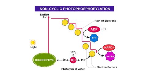 What Is The Fate Of Electrons In Non Cyclic Photophosphorylation