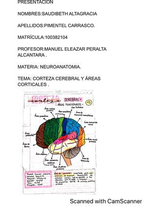 Primera parte manual neuro 1 Neuroanatomía Studocu