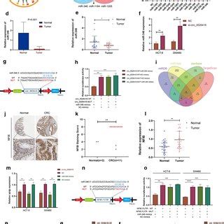 Hsa Circ 0026416 Acts As A CeRNA For MiR 346 A A Schematic