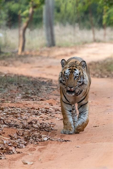 Somerset House Images India Madhya Pradesh Bandhavgarh National Park