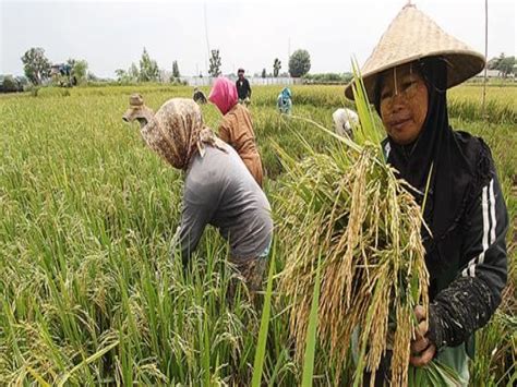 UPLAND Project Direktorat Jenderal Prasarana Dan Sarana Pertanian