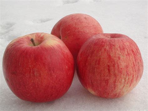 Guide Des Pommes Guide Of Apples Reine Des Reinettes Lepage