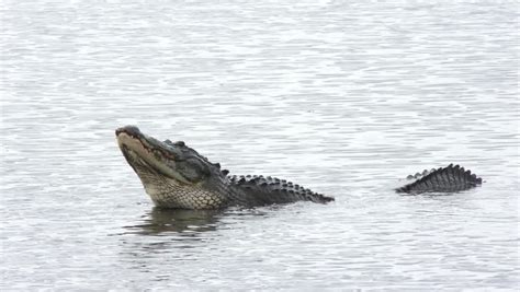 Alligator Mating Call During Breeding Stock Footage Video (100% Royalty ...