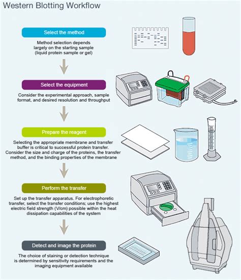 Introduction To Western Blotting Lsr Bio Rad